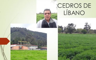 CEDROS DE LÍBANO
